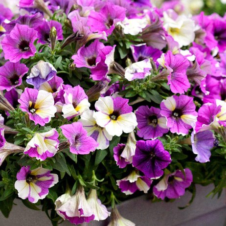 Blue a Fuse Petunia Source: Better Homes & Gardens