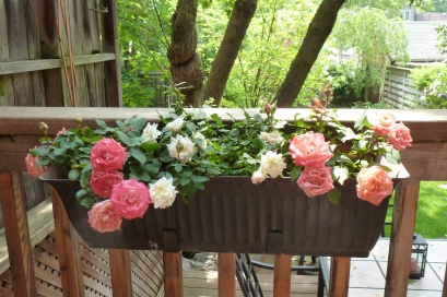 Mini Roses Balcony Box